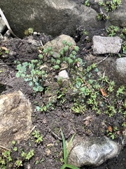 Mannia triandra