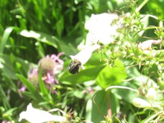Anthophora abrupta