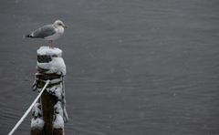 Larus argentatus