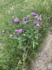 Centaurea nigrescens transalpina
