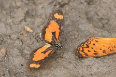 Acraea bonasia