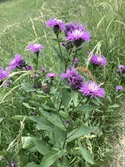 Centaurea nigrescens transalpina