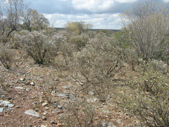 Mundulea sericea image