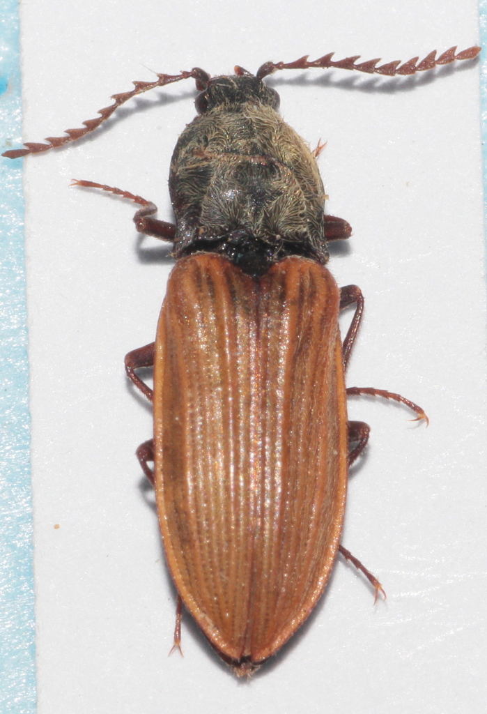 Anostirus parumcostatus