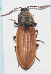 Anostirus