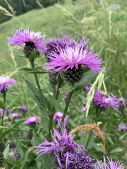 Centaurea nigrescens transalpina