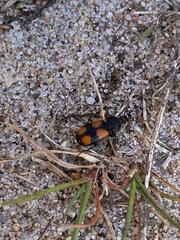 Panagaeus bipustulatus