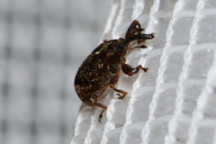 Anthonomus pomorum