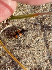 Panagaeus bipustulatus