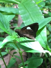 Notocrypta paralysos varians