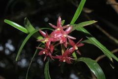 Epidendrum oxysepalum