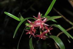 Epidendrum oxysepalum