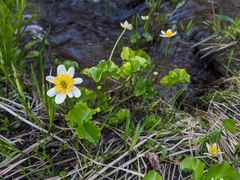 Caltha biflora
