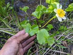 Caltha biflora