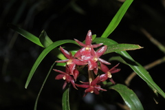 Epidendrum oxysepalum