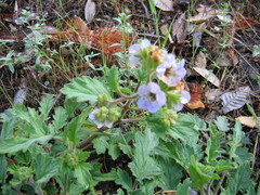 Phacelia bolanderi