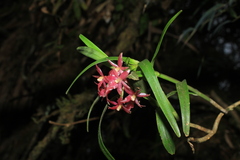 Epidendrum oxysepalum