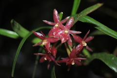 Epidendrum oxysepalum
