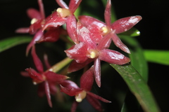 Epidendrum oxysepalum