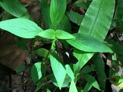 Notocrypta paralysos varians