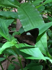 Notocrypta paralysos varians