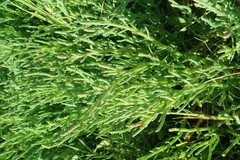 Salicornia perennis