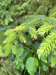 Zeiraphera canadensis