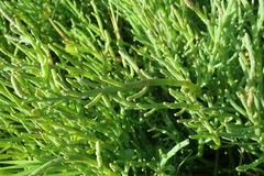 Salicornia perennis