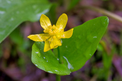 Ranunculus montanus