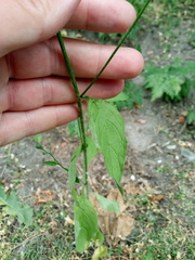 Lapsana communis