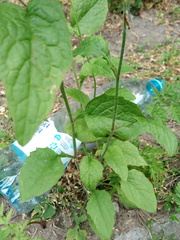 Lapsana communis