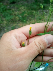 Lapsana communis