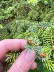 Zeiraphera canadensis