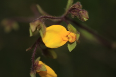 Calceolaria mexicana