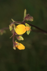 Calceolaria mexicana
