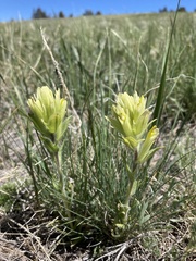 Castilleja pulchella