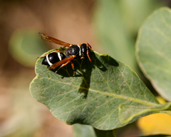 Hypodynerus coarctatus