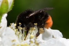Bombus lapidarius