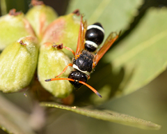 Hypodynerus coarctatus