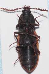 Anostirus