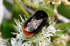 Bombus lapidarius