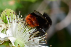 Bombus lapidarius