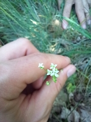 Galium