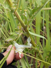 Cirsium engelmannii