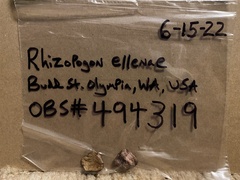 Rhizopogon ellenae