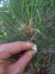 Galium