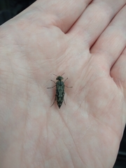 Yakuhananomia bidentata