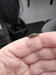 Yakuhananomia bidentata