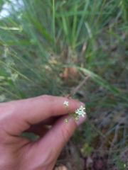 Galium
