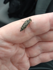 Yakuhananomia bidentata